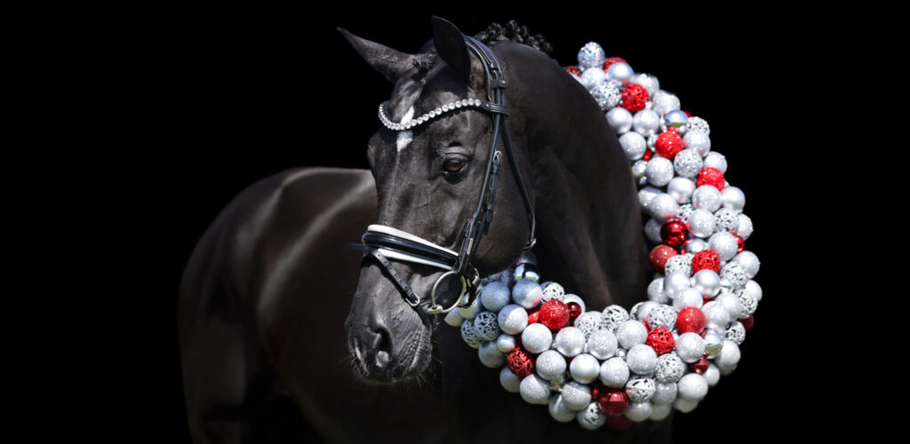 Tailormade Attention stallion