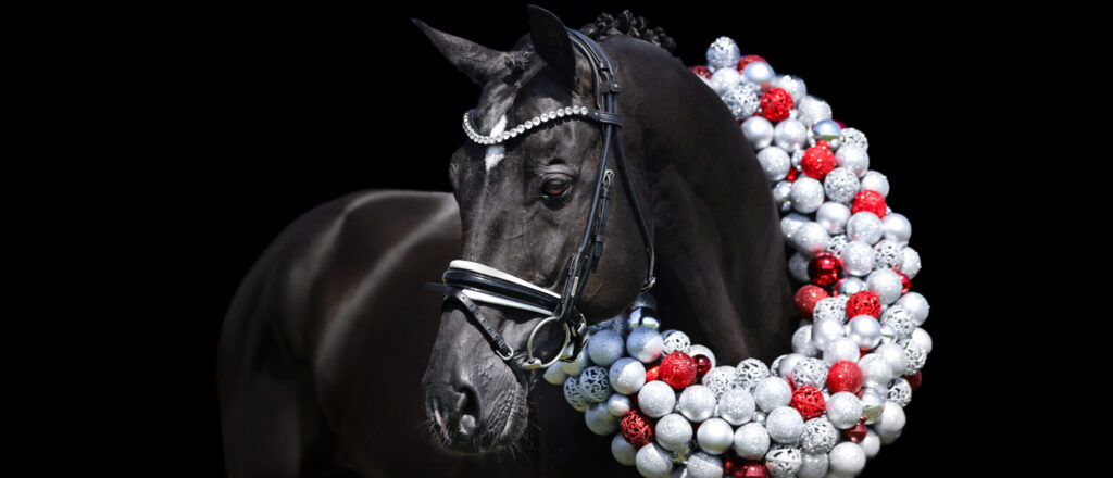 Tailormade Attention stallion