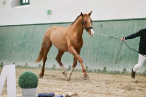 Nexus de Rosa tovább jutott az MSLT előszelekción