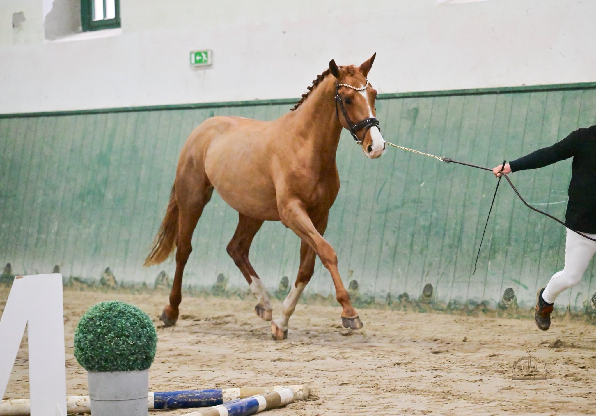 Nexus de Rosa az MSLT mén előszelekción