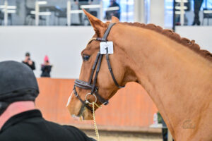 Nexus de Rosa nyilvános fedeztetési engedélyt kapott!