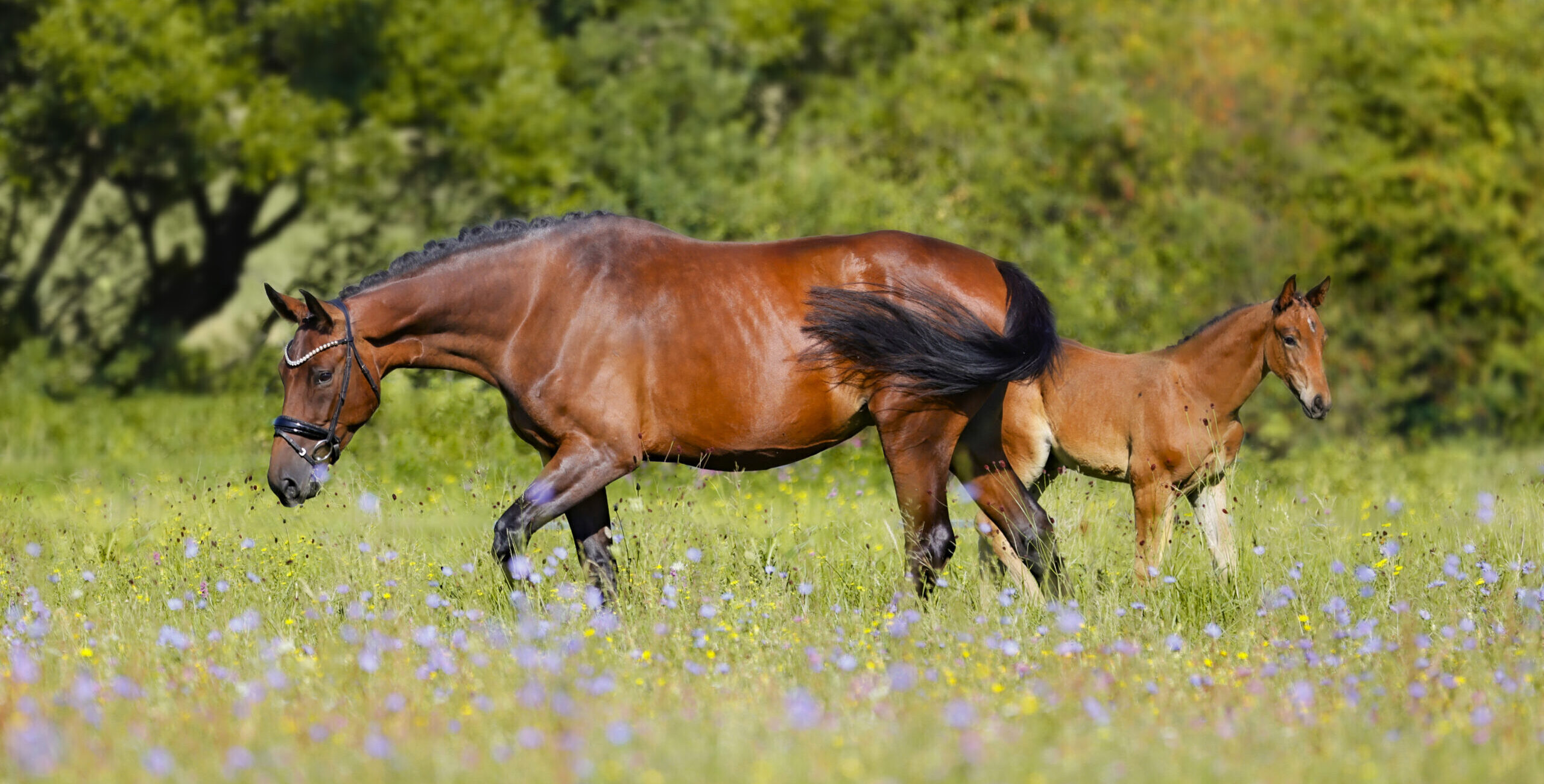 Sherry de Rosa & Pretty Woman de Rosa