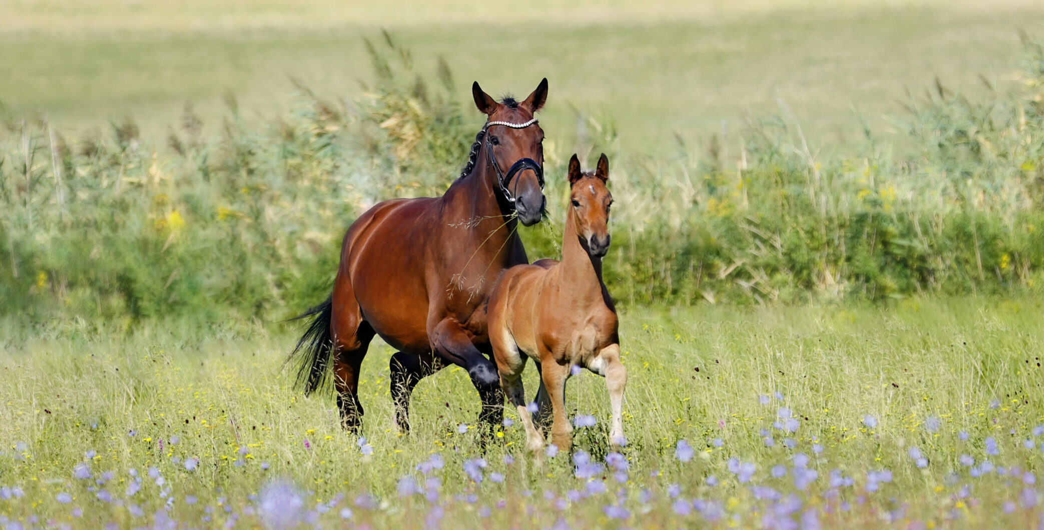 Sherry de Rosa & Pretty Woman de Rosa