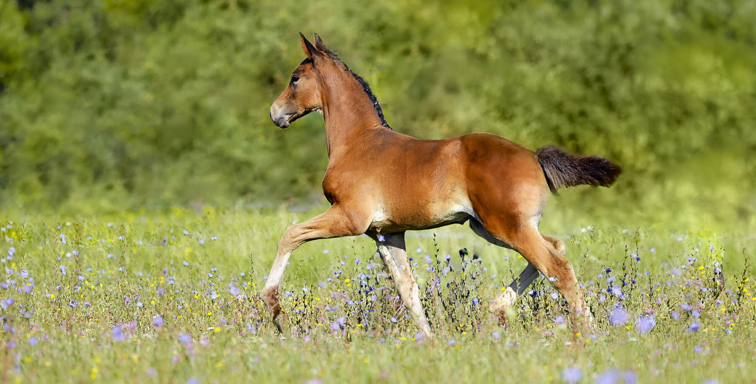 Pretty Woman de Rosa