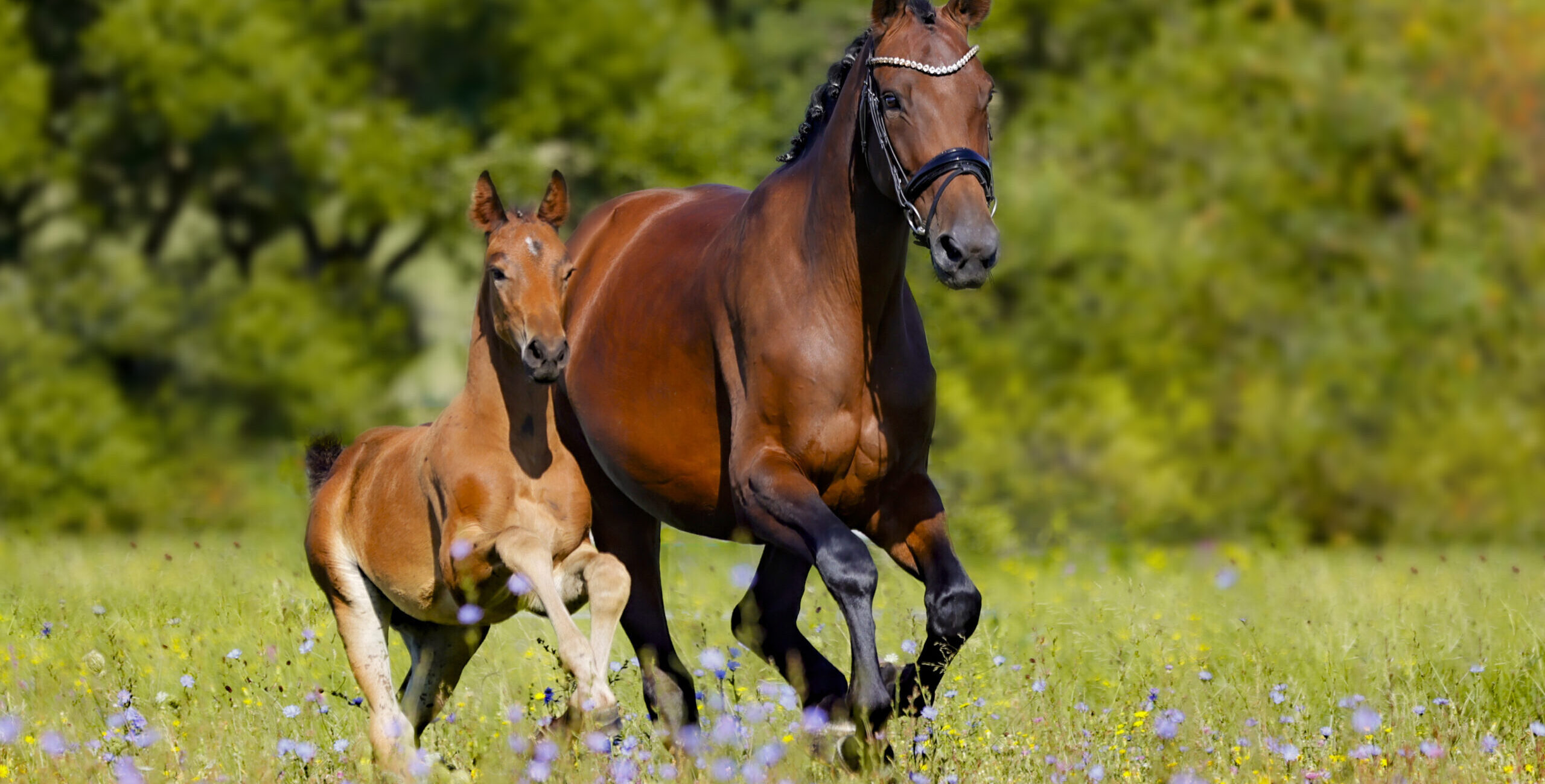 Sherry de Rosa & Pretty Woman de Rosa