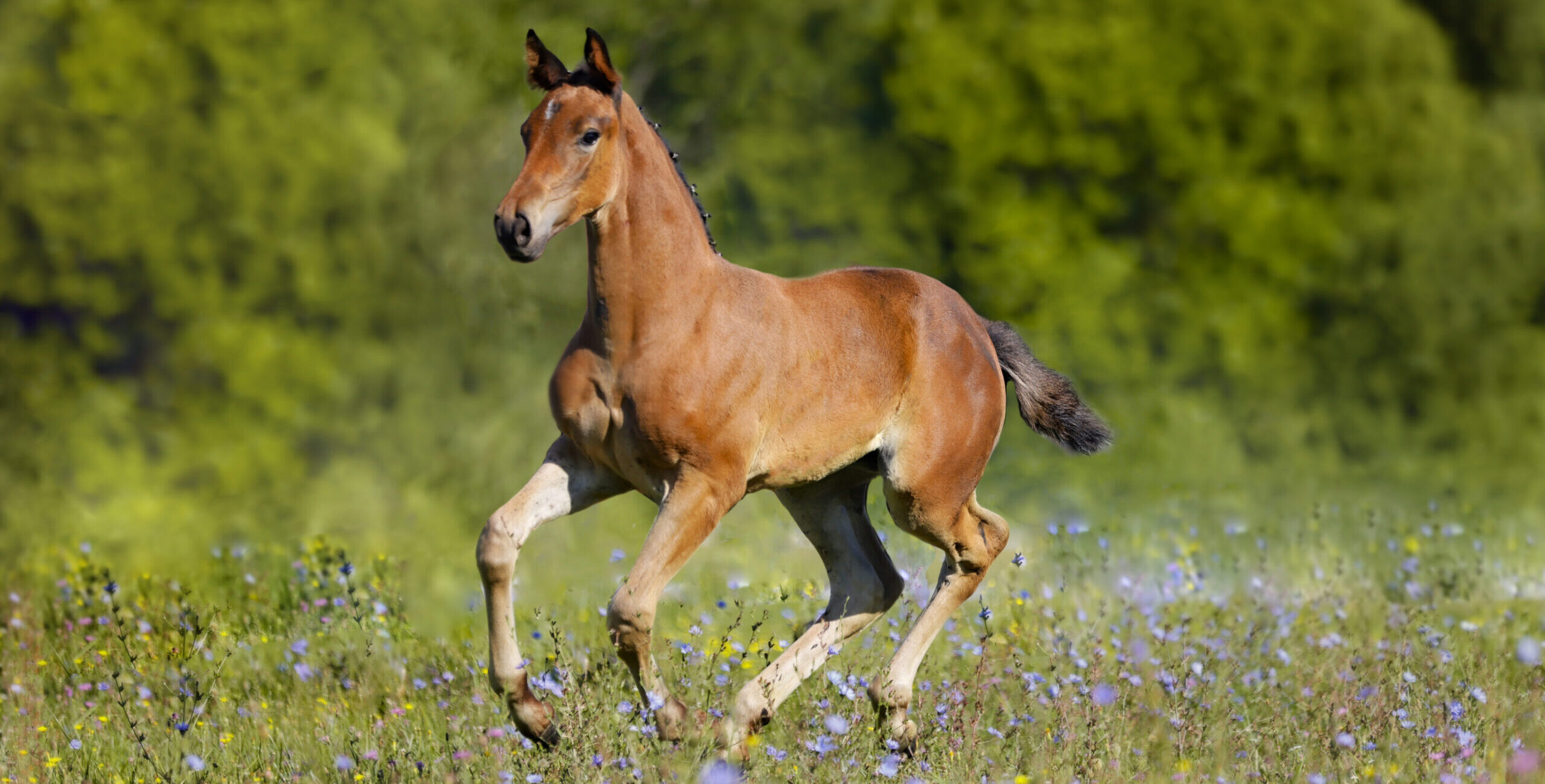 Pretty Woman de Rosa