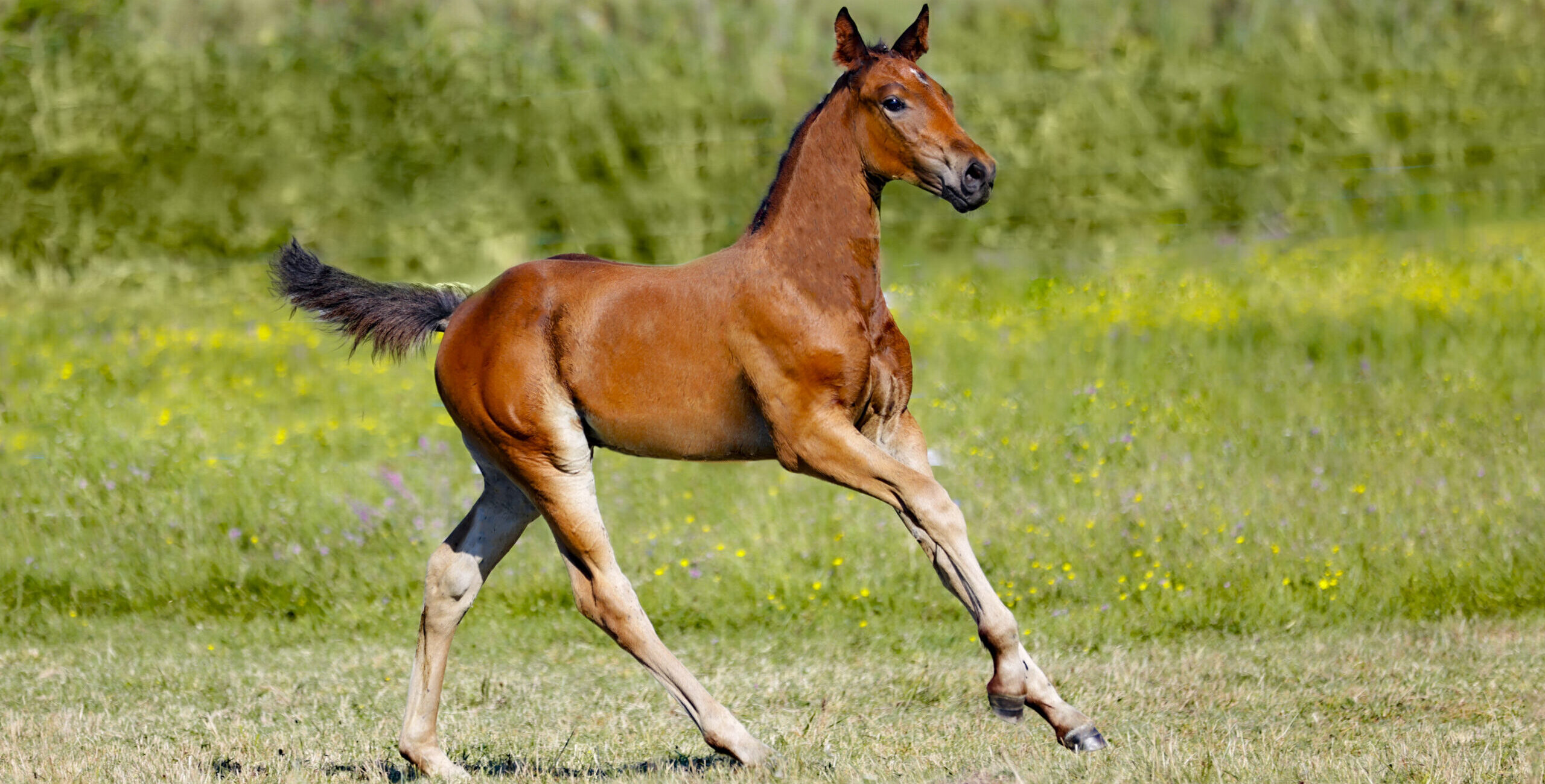 Pretty Woman de Rosa