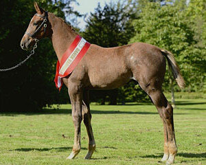 Tailormade Attraction (Tailormade Attention x San Remo) Tailormade Attraction, Tailormade Attention utódja