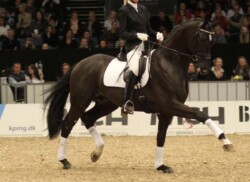 Tailormade Attention a Dán ménvizsgán