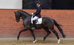 Tailormade Attention fedezőmén lovas alatt bemutatva