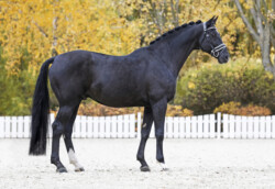 Tailormade attention Fedezőmén oldalról