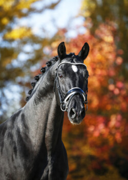 Tailormade Attention őszi portré