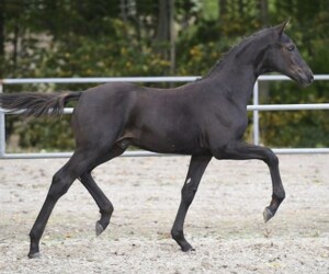 Blue Horse Zackerey x Tailormade Attention Tailormade Attention unokája