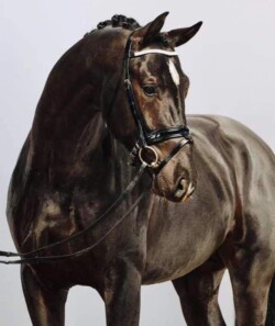 Tailormade Attention fiatalkori portré