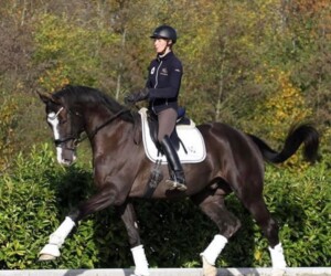 Tagotta (Tailormade Attention x De Noir) Tailormade Attention utódja