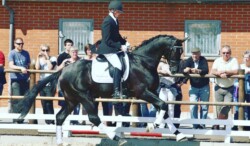 Tailormade Attention lovas alatt