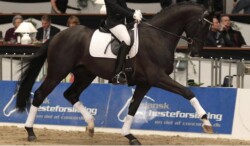 Tailormade Attention lovas alatt