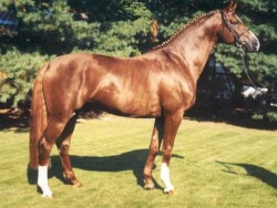 Abanos nevű fedezőmén, Tailormade Attention apja