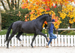 Tailormade Attention felvezetés