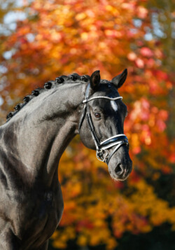 Tailormade Attention őszi portré