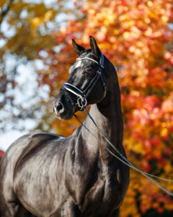 Tailormade Attention őszi portré