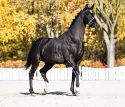 Tailormade Attention mozgás közben