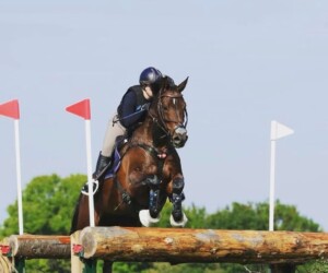 Bakkegaarden’s Bellami (Tailormade Attention x Riccione) Tailormade Attention utódja