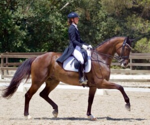 Alixion (Tailormade Attention x Lauries Crusador) Tailormade Attention utódja