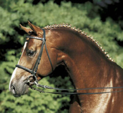 Abanos nevű fedezőmén, Tailormade Attention apja