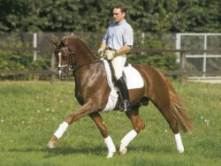 Abanos nevű fedezőmén, Tailormade Attention apja