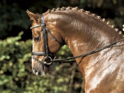 Abanos nevű fedezőmén, Tailormade Attention apja