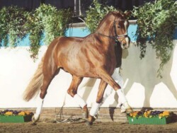 Abanos nevű fedezőmén, Tailormade Attention apja