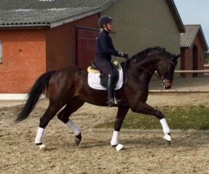 Tin tin (Tailormade Attention x Cavalier) Tailormade Attention utódja