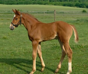 Another me de Rosa v. Tailormade Attention x Sandro Boy Another me de Rosa